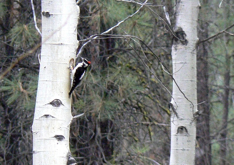 [Hairy+Woodpecker+on+Aspen.jpg]