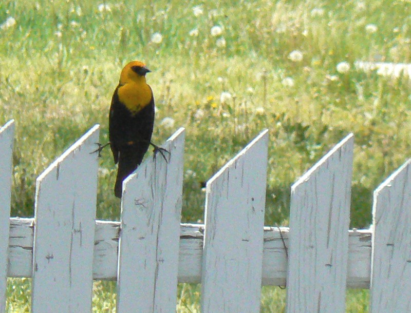 [Yellow-headed+Blackbird+on+the+fence.jpg]