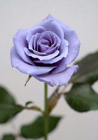 [blue-rose.jpg]