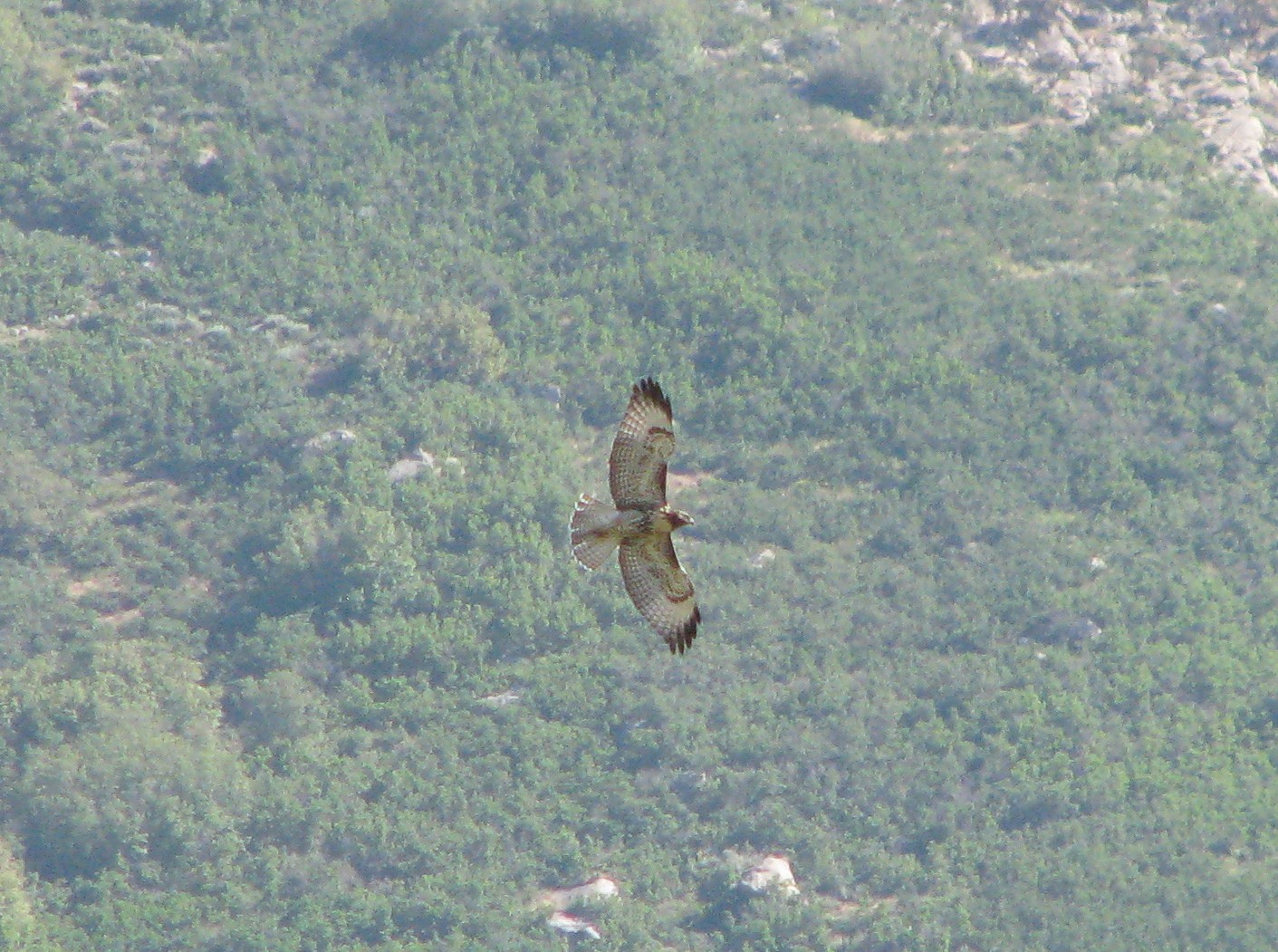 [Red-tailed+Hawk.Juvenile.07.08+(5).JPG]