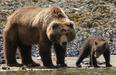 [mama_bear_with_cub.jpg]