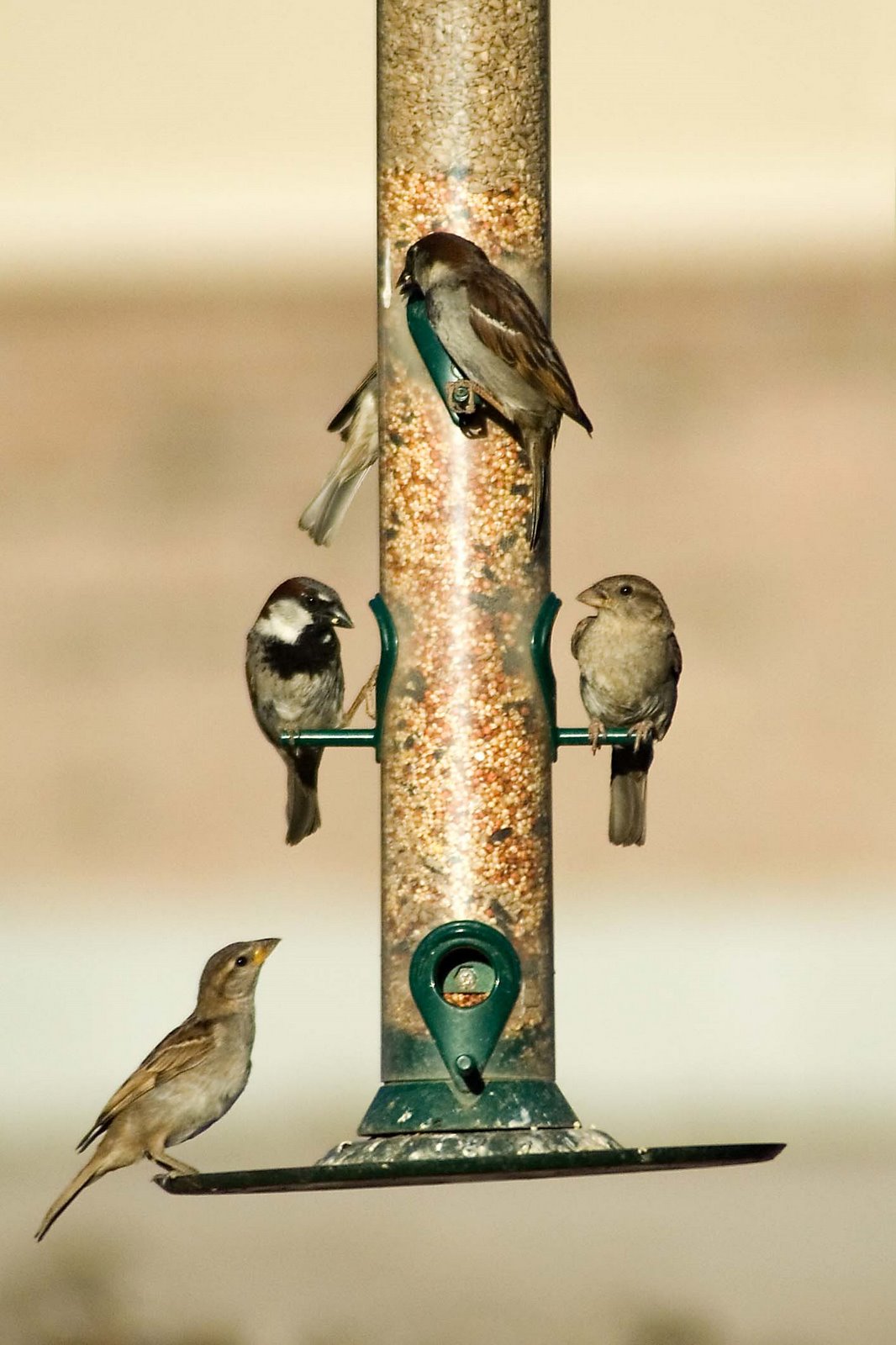 [015+five+birds+on+feeder+lr.jpg]