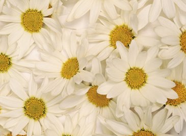 [White+daisies.jpg]
