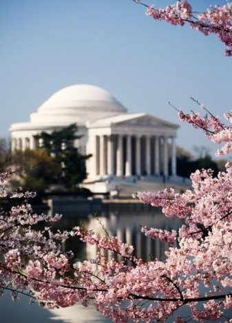 [Cherry+Blossoms+Jefferson.jpg]