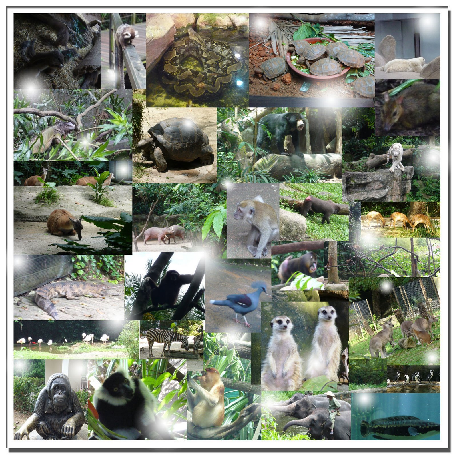 [animals+collage.jpg]