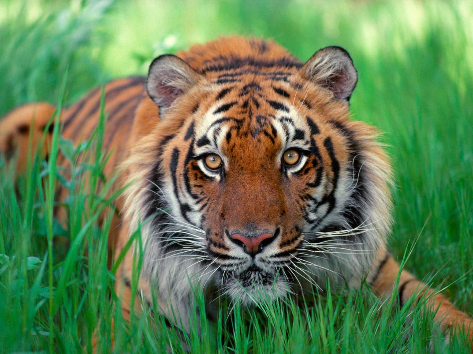 [Sumatran_Tiger.jpg]