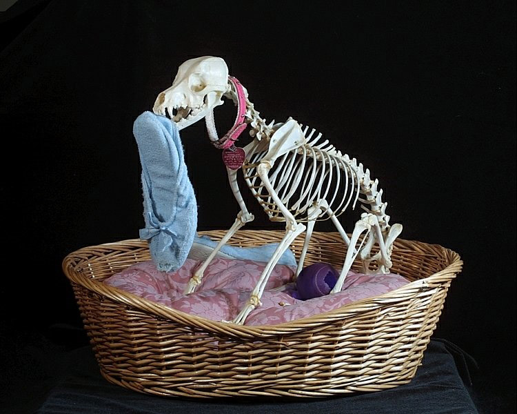 [dog-skeleton-lg.jpg]