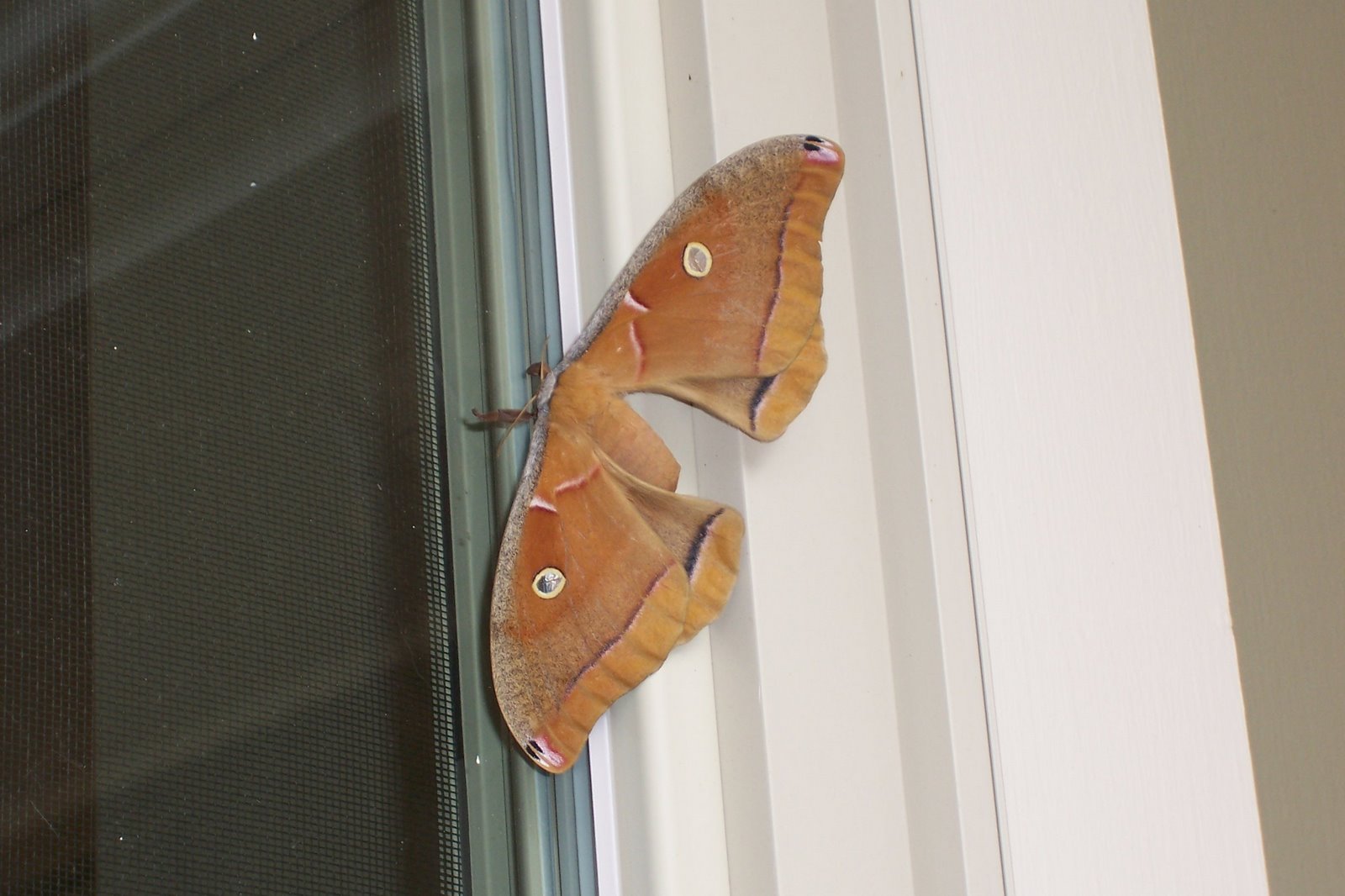 [big.moth.jpg.JPG]