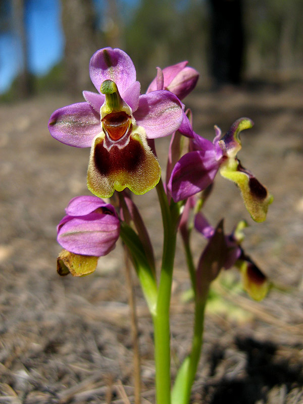 [Ophrys-tenthredenifera-1.jpg]