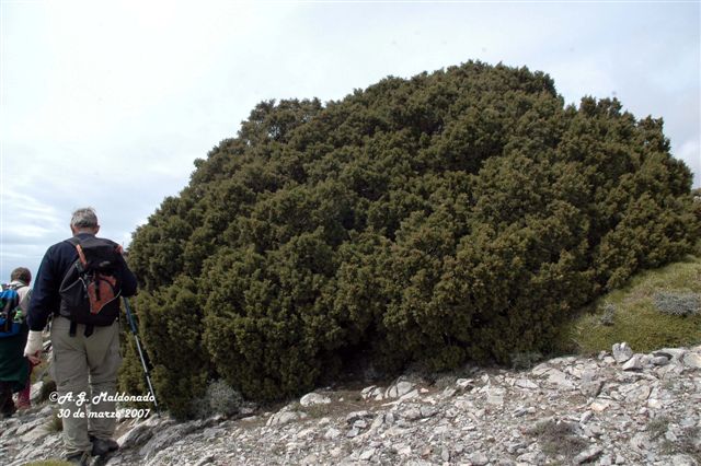 [sabina+mora+(Juniperus+phoenicea)++La+Cadena+01+++147+copia.jpg]