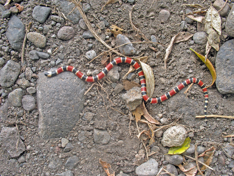 [erica-ridley_costa-rica_coral-snake.jpg]