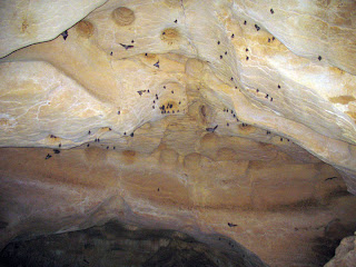 Erica Ridley in Costa Rica: hanging bats at the Venado caves