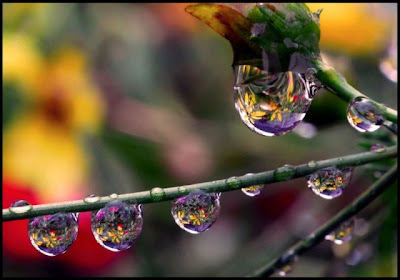 rain droplet photographs