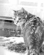 [080126-cat-snow.jpg]