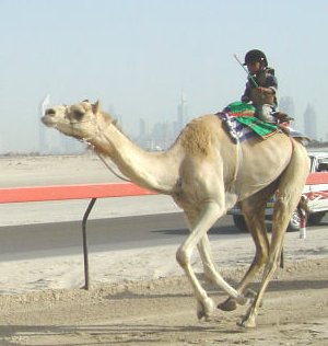 [070915-camel-race.jpg]