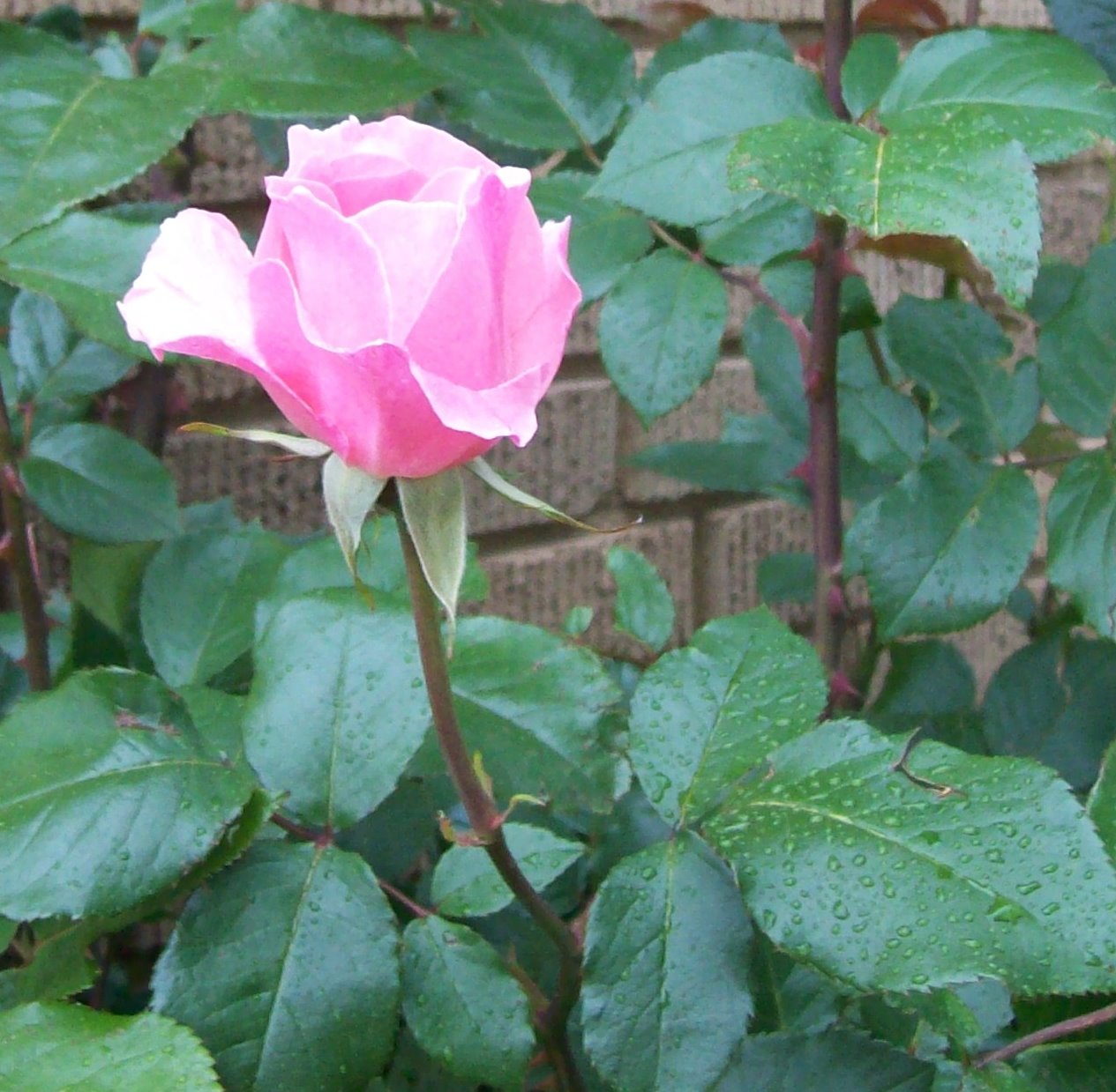 [pink+rose.jpg]