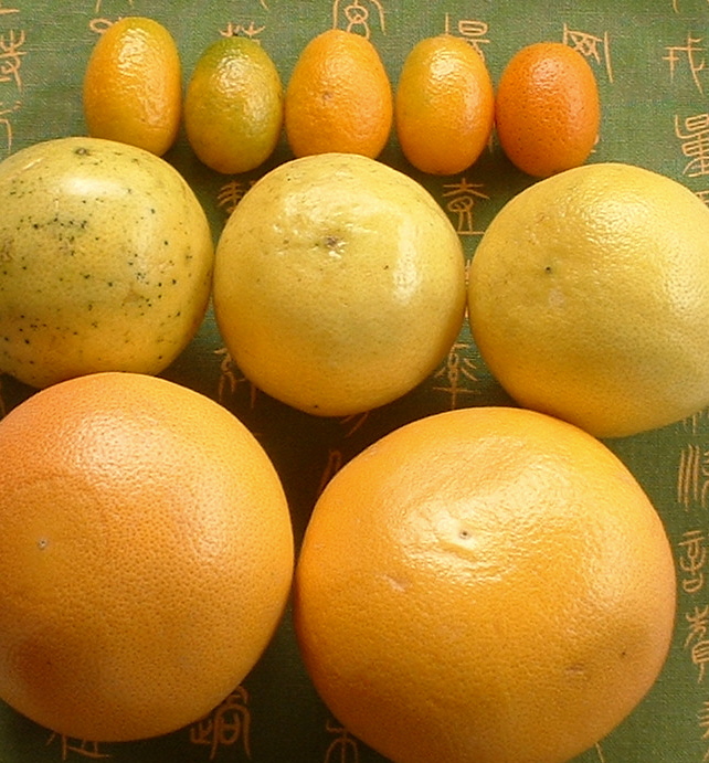 [citricos.JPG]