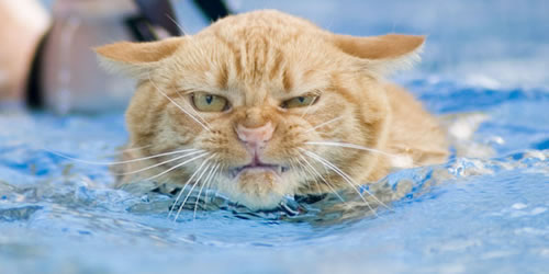 [swimming-cat-lucy.jpg]