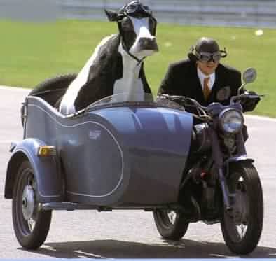 [sidecar-cow.jpg]