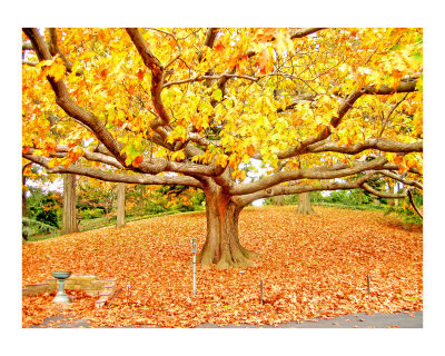 [Autumn-Foliage-Tree-Giclee-Print-C10206391.jpg]