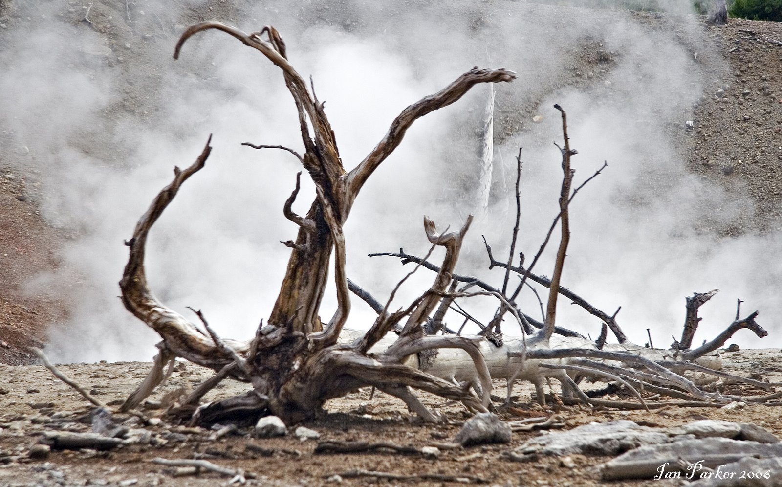 [Yellowstone_dead tree and steam.jpg]