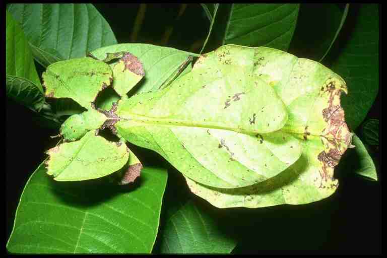 [leaf_insect.jpg]