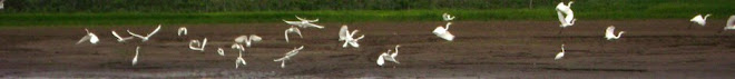 Egrets in Flight