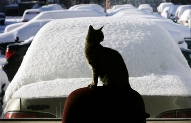 [cat+in+april+snow+strorm.jpg]