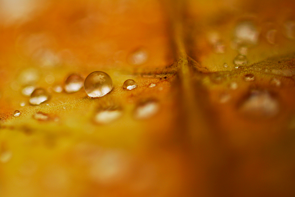 [Rain-Drop-on-Autumn-Leaf.jpg]