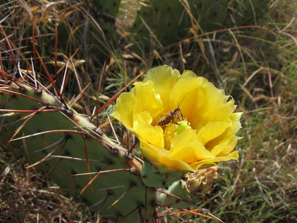[cactus+flower.jpg]