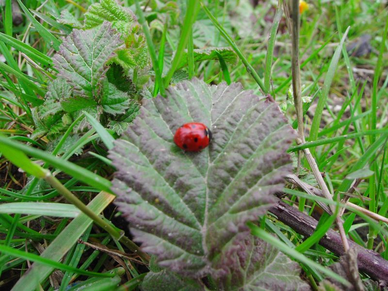 [ladybug2.JPG]