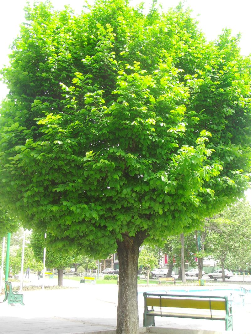 [green+tree+(2).JPG]