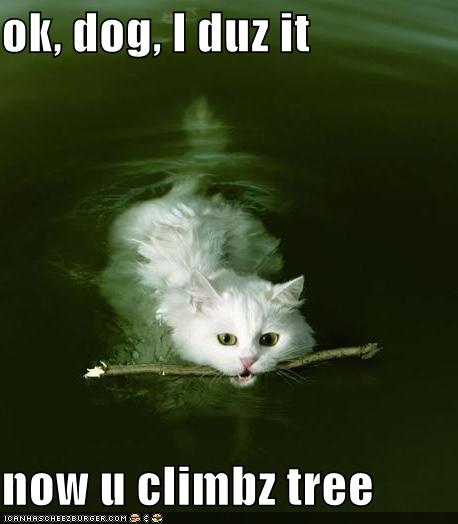 [funny-pictures-cat-swimming-fetch-stick.jpg]