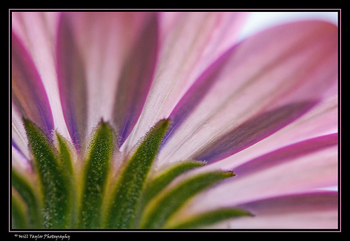 [pink+flower.jpg]