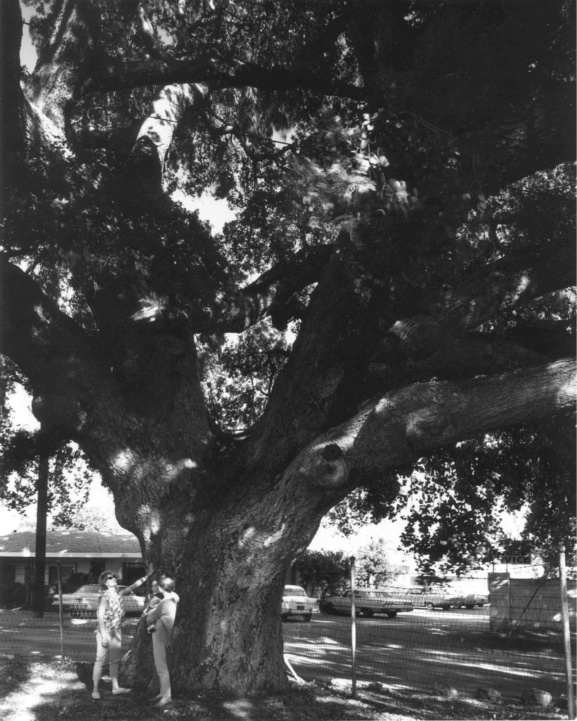 [024+Oak+Tree.jpg]