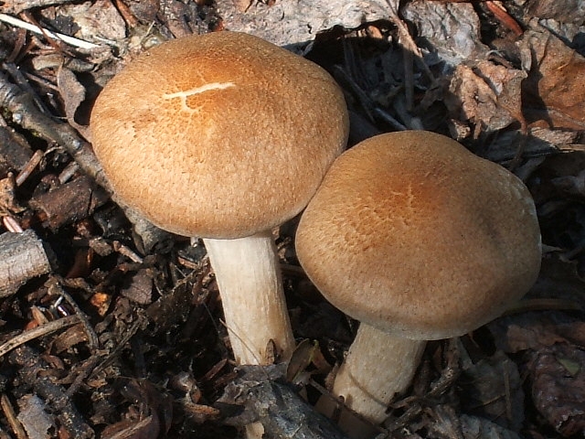 [mushrooms2.JPG]