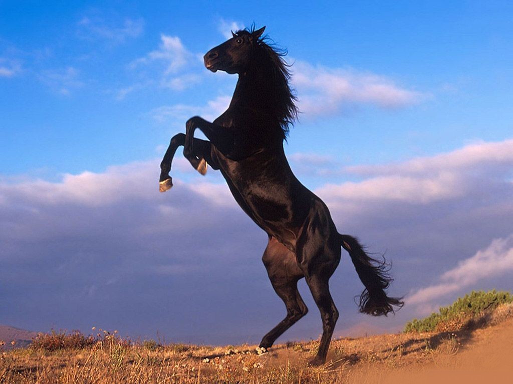 [black-stallion-rearing.jpg]