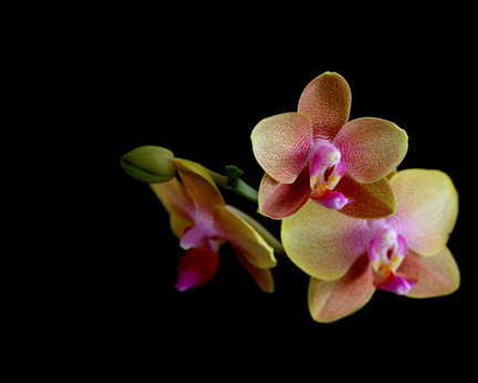 [orchidback.jpg]