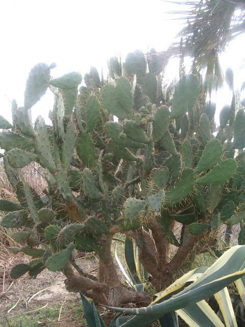 [cactus+001.jpg]