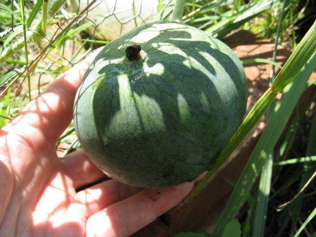 [watermelon+biggest.JPG]