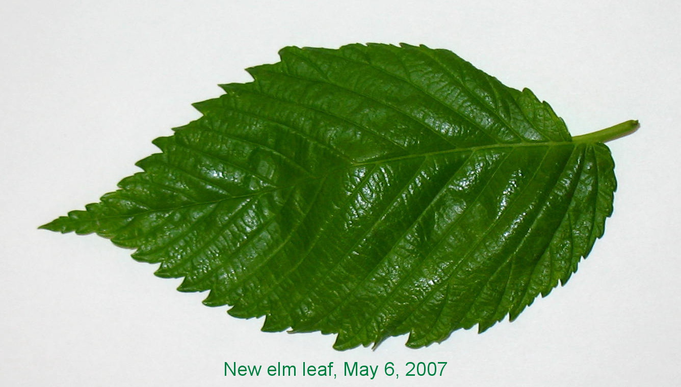 [Elm+leaf+5-6-07.jpg]