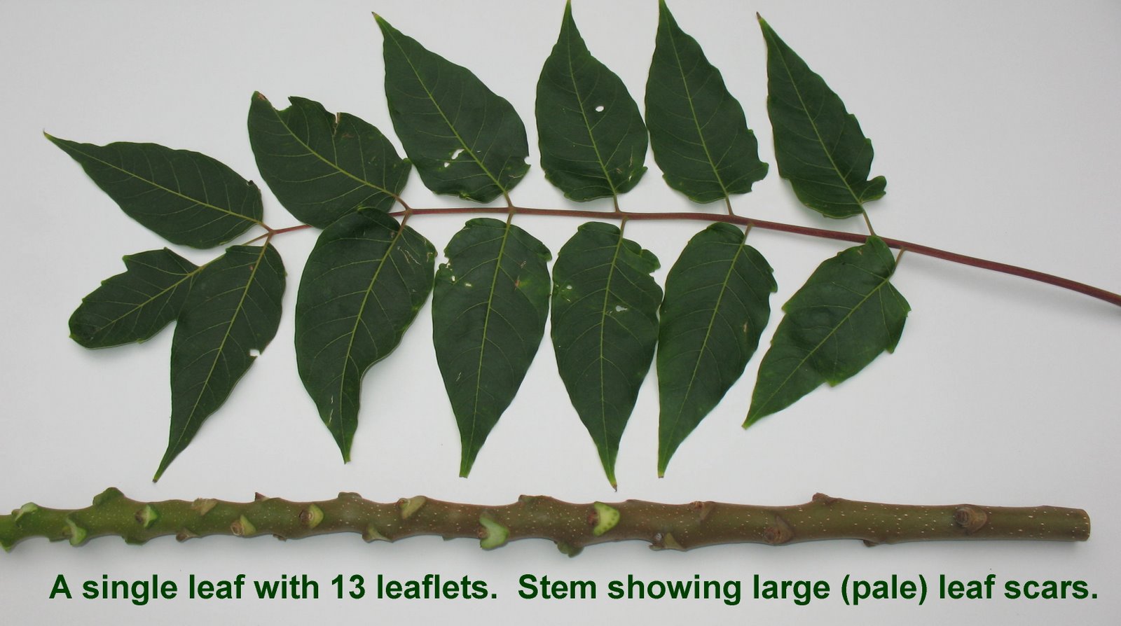 [Ailanthus+leaf.jpg]