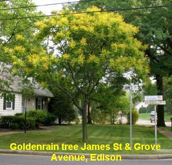 [goldenrain+tree.jpg]