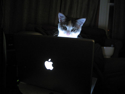 [cat.computer.geek.jpg]
