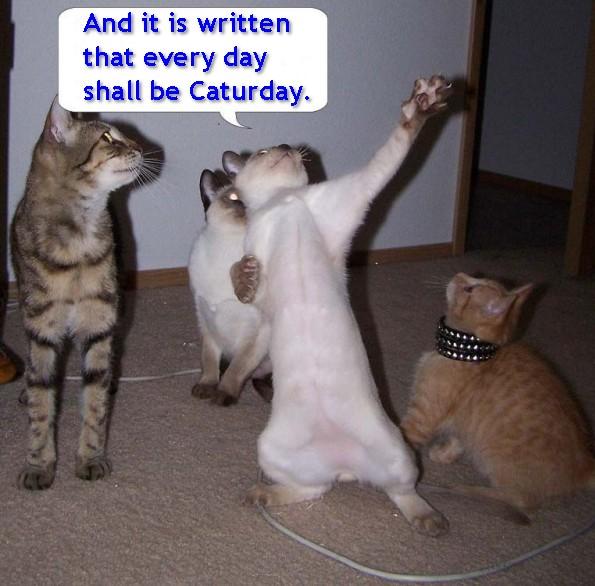 [4cat.caturday.funny.jpg]
