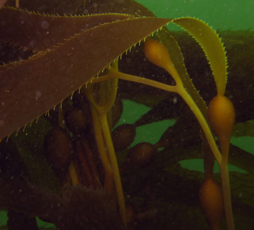 [Kelp+Strands+(1).crop.jpg]