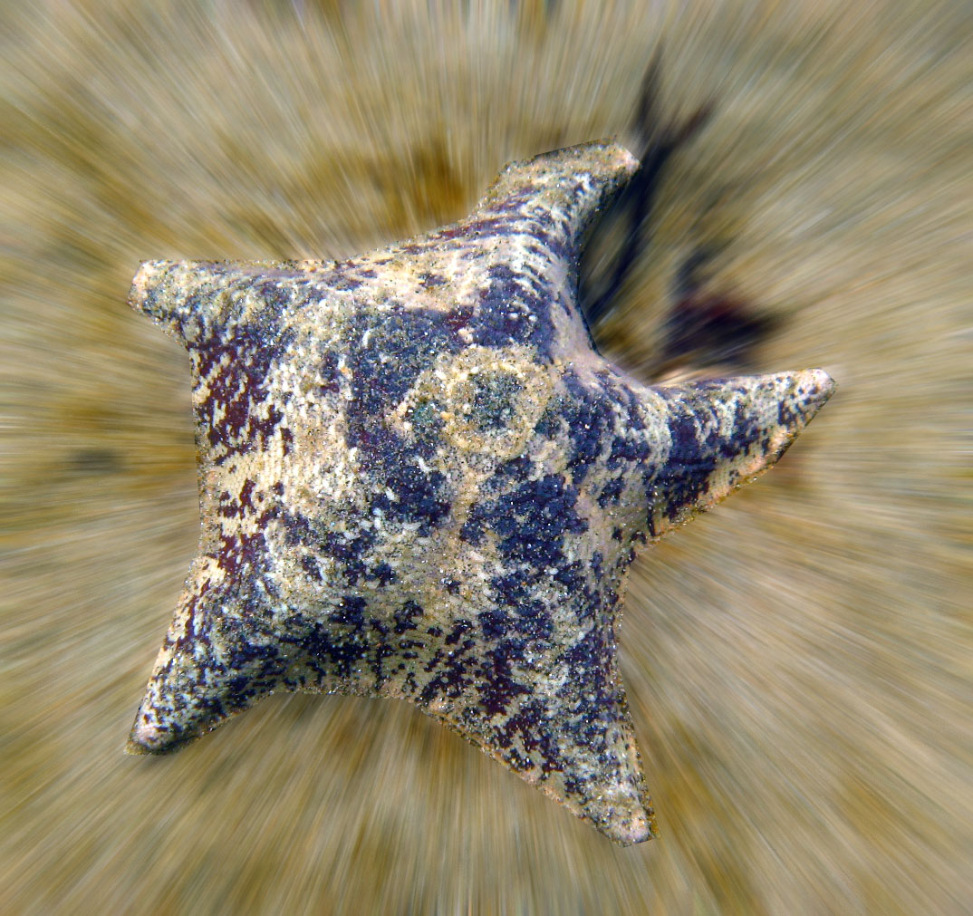[starfish.superstar.jpg]