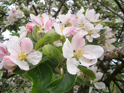 Święto kwitnącej jabłoni w Łącku