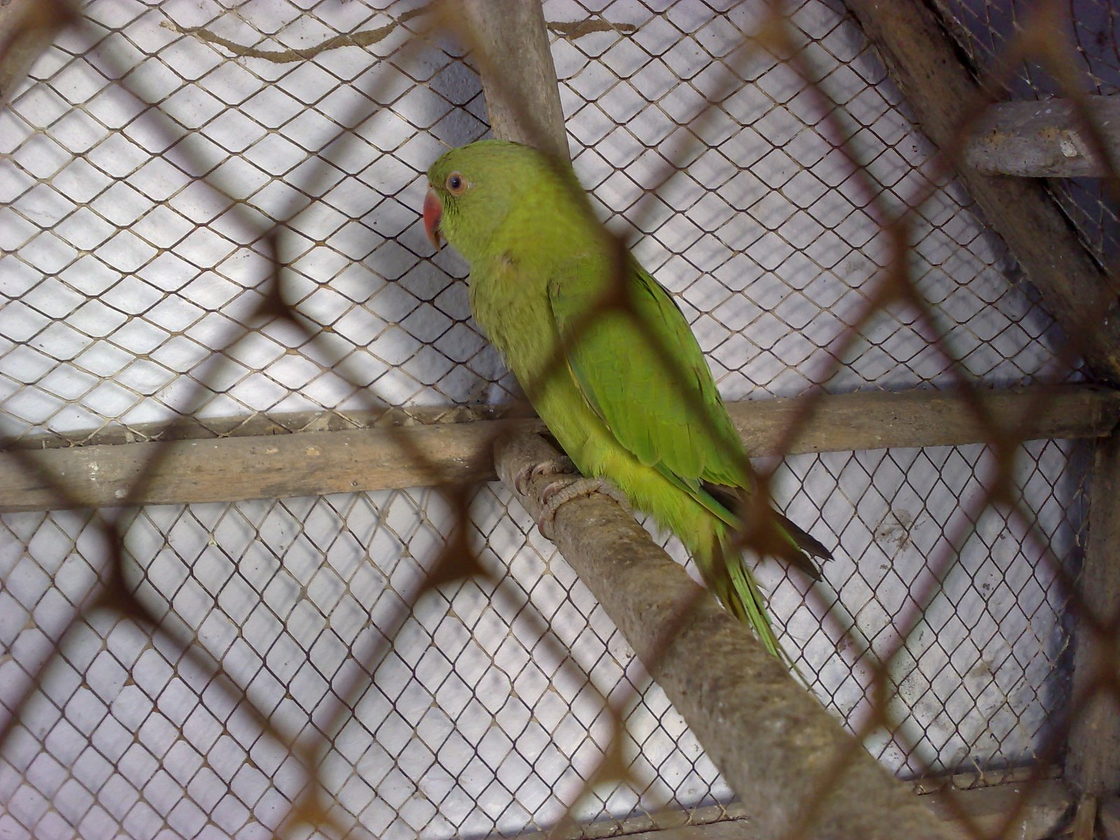 [Green+parrot.JPG]