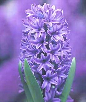 [Hyacinth_Blue_Jacket.jpg]